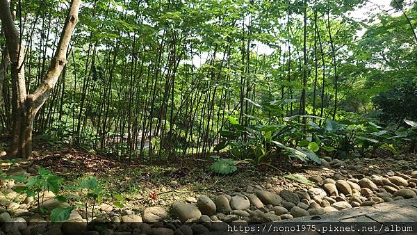 雲林古坑~荷苞山桐花公園(20230501)