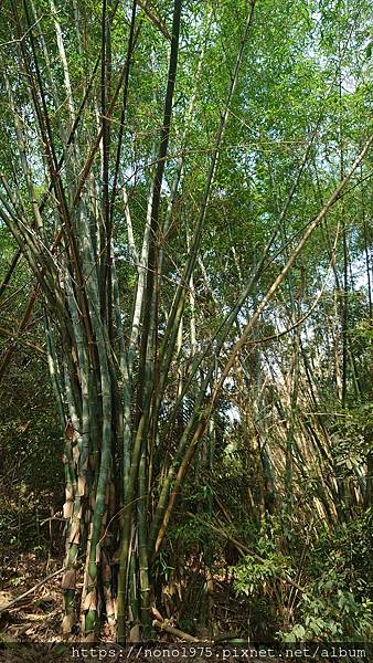 雲林古坑~荷苞山桐花公園(20230501)