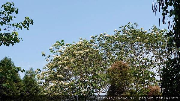 雲林古坑~荷苞山桐花公園(20230501)