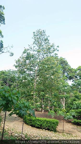 雲林古坑~荷苞山桐花公園(20230501)