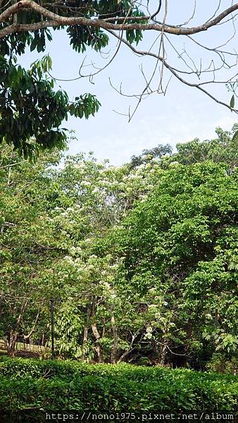 雲林古坑~荷苞山桐花公園(20230501)