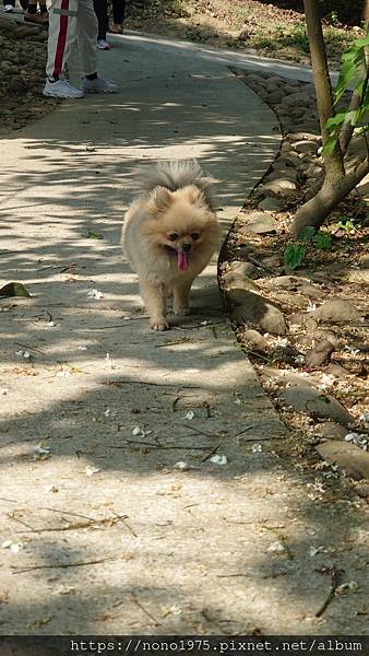 雲林古坑~荷苞山桐花公園(20230501)