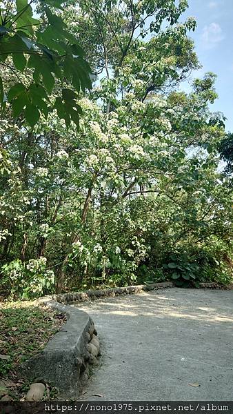 雲林古坑~荷苞山桐花公園(20230501)