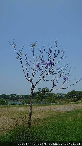 雲林斗六~紫藤湖/環湖步道/心型湖(20230501)