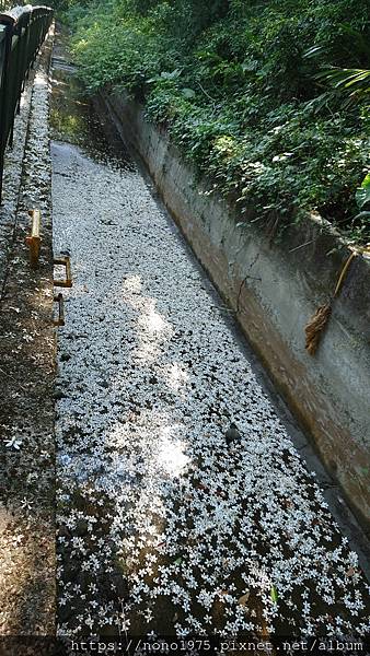 台中外埔～水流東桐花步道/高鐵觀景台