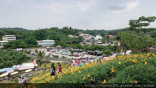 彰化花壇～虎山巖金針花季