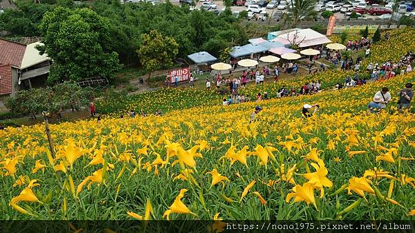 彰化花壇～虎山巖金針花季