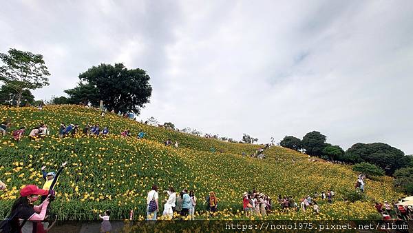 彰化花壇～虎山巖金針花季