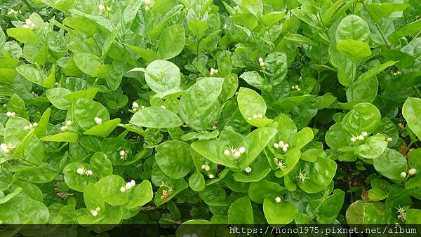 彰化花壇～茉莉花壇夢想館