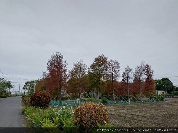 嘉縣88縣道上的落雨松