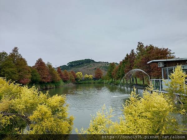 嘉義民雄迷霧落雨松