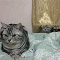 20120218狐狸與小小3.jpg