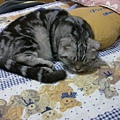 20120306滿2歲的小小.jpg