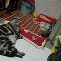 20120306黑&仔.jpg