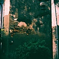 holga135bc-20080502-10.jpg