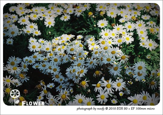 20100423-flower-06.jpg