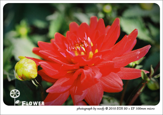 20100423-flower-07.jpg