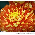 20100423-flower-10.jpg