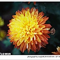 20100423-flower-12.jpg