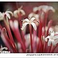 20100423-flower-15.jpg