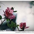 20100423-flower-22.jpg