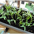 20100409-diy-01.jpg