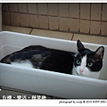 20100501-cat-02.jpg