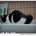 20100501-cat-04.jpg