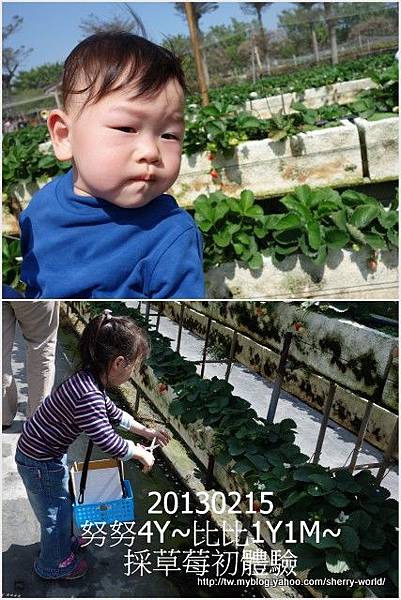 01-1020215採草莓 01-1020215採草莓
