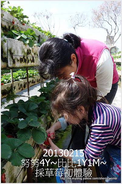 02-1020215採草莓1 02-1020215採草莓1