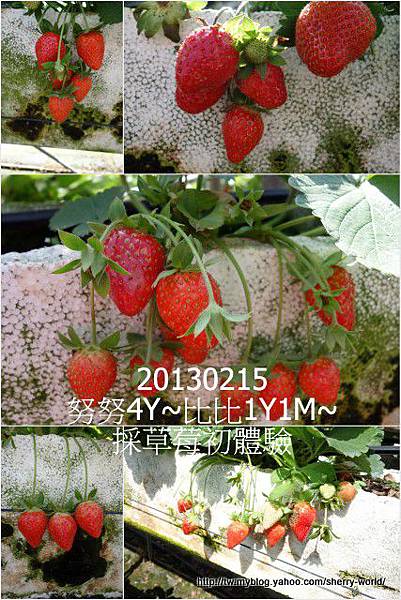 03-1020215採草莓2 03-1020215採草莓2