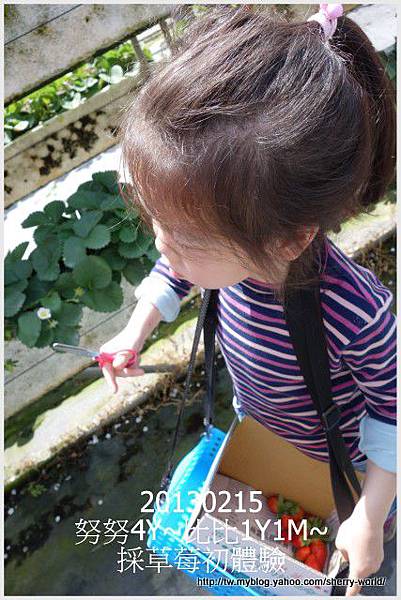 04-1020215採草莓3 04-1020215採草莓3