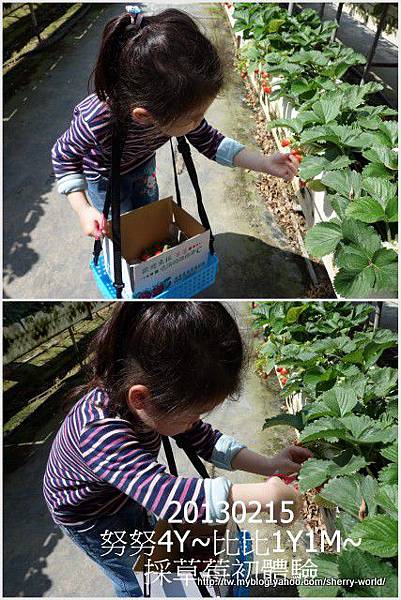 05-1020215採草莓4 05-1020215採草莓4