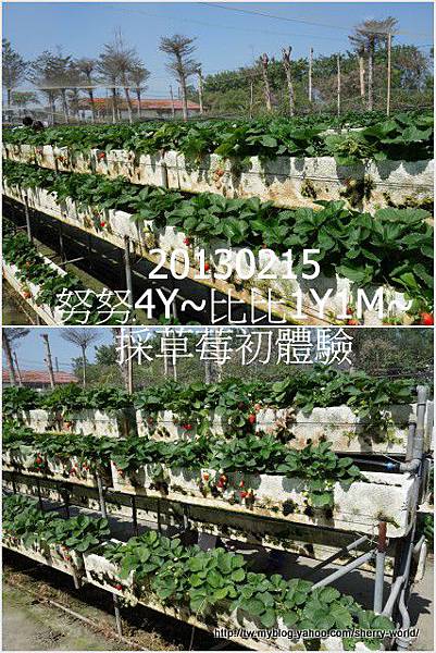 06-1020215採草莓5 06-1020215採草莓5