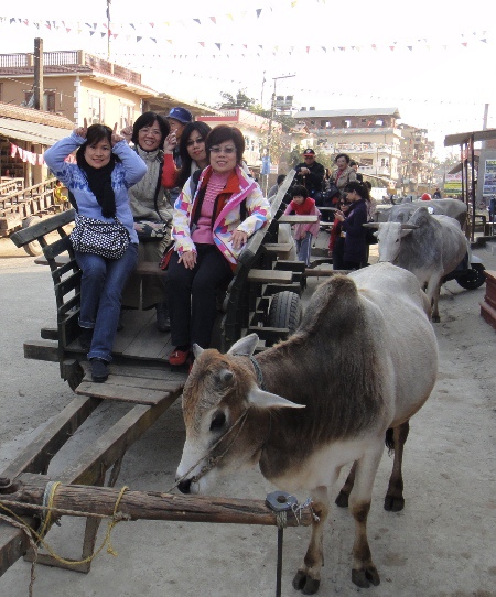 尼泊爾(5)-牛車回味舊時光