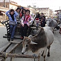 尼泊爾(5)-牛車回味舊時光