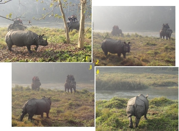 尼泊爾(6)-犀牛自白