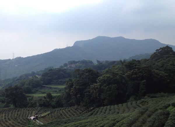 貓空寫生-茶園