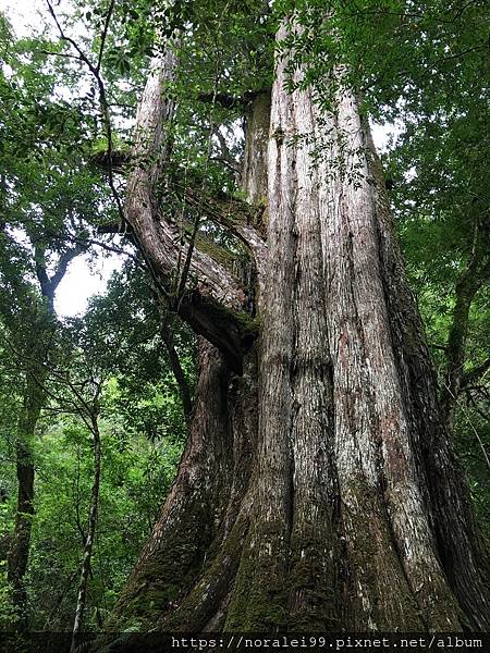 司馬庫斯(2)_16.JPG