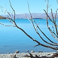 紐西蘭南島-蒂卡波湖 Lake Tekapo X NZ