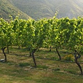 紐西蘭南島旅行-酒莊 Gibbston Vellay Wines X NZ