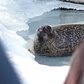 北海道冬季旅行安排_旭川動物園