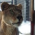 北海道冬季旅行安排_旭川動物園