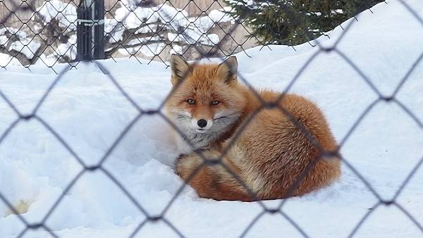 北海道冬季旅行安排_旭川動物園