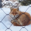 北海道冬季旅行安排_旭川動物園