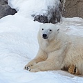 北海道冬季旅行安排_旭川動物園