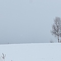 日本北海道冬季旅遊行程_美瑛雪景