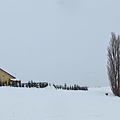 日本北海道冬季旅遊行程_美瑛雪景