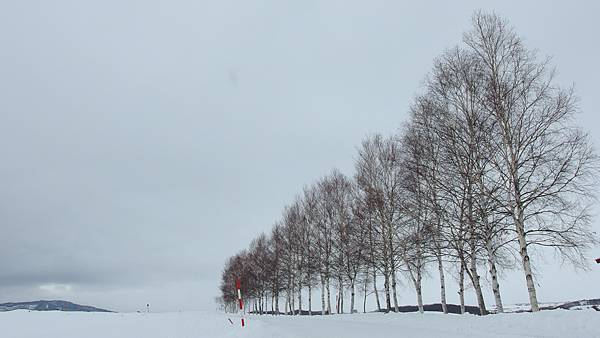 日本北海道冬季旅遊行程_美瑛雪景