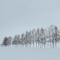 日本北海道冬季旅遊行程_美瑛雪景